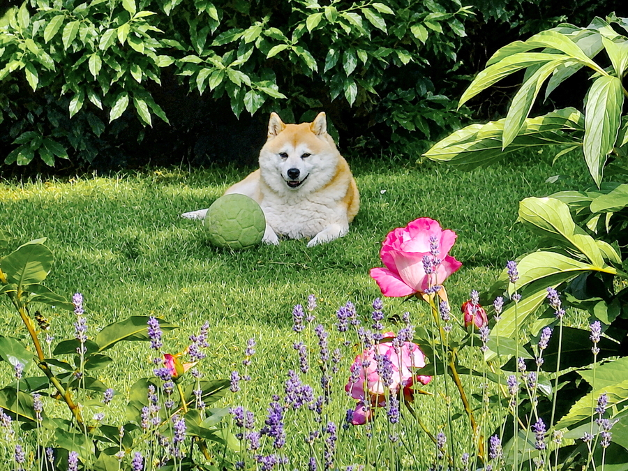 Fiene entspannt im Garten zwischen Blumen und Grün